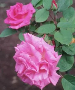 Future Forests Climbers Rosa Zéphirine Drouhin - Climbing Rose