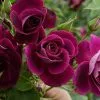 Future Forests Rosa Burgundy Ice - Floribunda Shrub Rose 1 Future Forests Rosa Burgundy Ice - Floribunda Shrub Rose