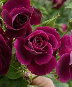 Future Forests Rosa Burgundy Ice - Floribunda Shrub Rose