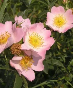 Future Forests Rosa Canina - Dog Rose Native Wildlife Fruiting Hedge