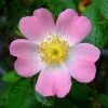 Future Forests Rosa Canina - Dog Rose Native Wildlife Fruiting Hedge