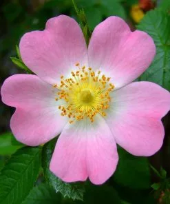 Future Forests Rosa Canina - Dog Rose Native Wildlife Fruiting Hedge