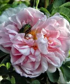 Future Forests Rosa Centifolia - Old Shrub Rose 11 Future Forests Rosa Centifolia - Old Shrub Rose