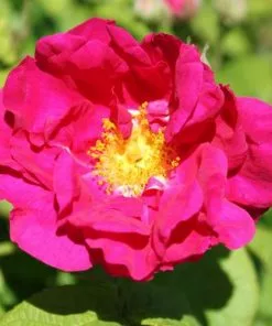 Future Forests Rosa Gallica Officinalis - Old Shrub Rose