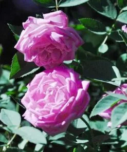 Future Forests Rosa Hermosa - Old Shrub Rose Roses