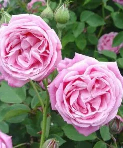 Future Forests Rosa Hermosa - Old Shrub Rose Roses