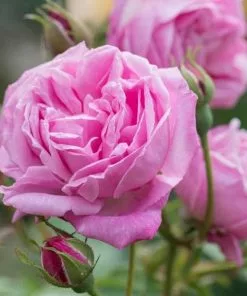 Future Forests Rosa Hermosa - Old Shrub Rose Roses