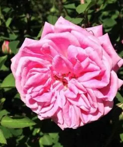 Future Forests Rosa Hermosa - Old Shrub Rose Roses