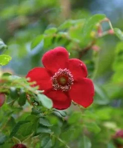 Future Forests Roses Rosa Moyesii Geranium - Shrub Rose