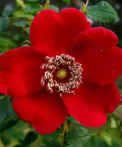 Future Forests Roses Rosa Moyesii Geranium - Shrub Rose