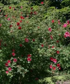 Future Forests Roses Rosa Moyesii Geranium - Shrub Rose 8 Future Forests Roses Rosa Moyesii Geranium - Shrub Rose