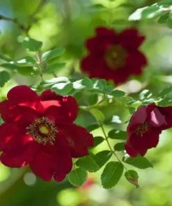 Future Forests Roses Rosa Moyesii Geranium - Shrub Rose 9 Future Forests Roses Rosa Moyesii Geranium - Shrub Rose