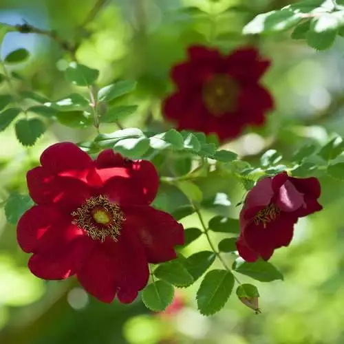 Future Forests Roses Rosa Moyesii Geranium - Shrub Rose 6 Future Forests Roses Rosa Moyesii Geranium - Shrub Rose