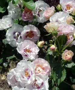 Future Forests Rosa Persica Eyes For You Roses