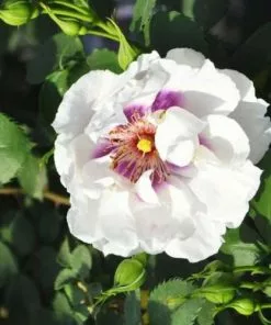 Future Forests Rosa Persica Eyes For You Roses