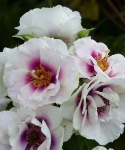 Future Forests Rosa Persica Eyes For You Roses