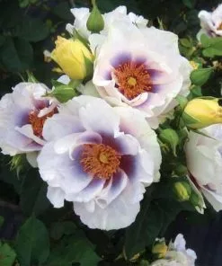 Future Forests Rosa Persica Eyes For You Roses