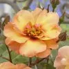 Future Forests Roses Rosa Persica Persian Sun