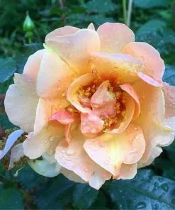 Future Forests Roses Rosa Persica Persian Sun