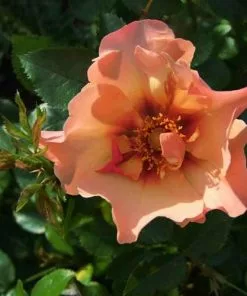 Future Forests Roses Rosa Persica Persian Sun