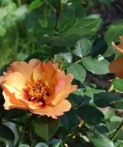 Future Forests Roses Rosa Persica Persian Sun