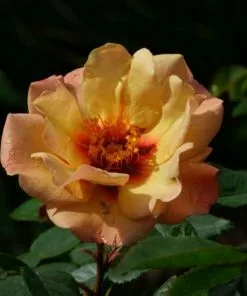 Future Forests Roses Rosa Persica Persian Sun