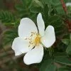 Future Forests Groundcover Rosa Pimpinellifolia - Wild Rose