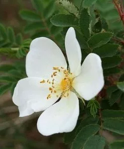 Future Forests Groundcover Rosa Pimpinellifolia - Wild Rose