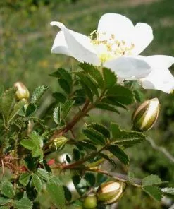Future Forests Groundcover Rosa Pimpinellifolia - Wild Rose