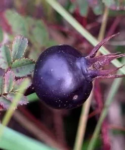 Future Forests Groundcover Rosa Pimpinellifolia - Wild Rose