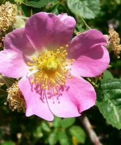 Future Forests Native Shrubs Rosa Rubiginosa - Wild Rose