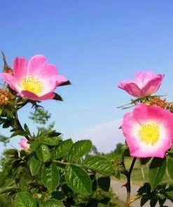 Future Forests Native Shrubs Rosa Rubiginosa - Wild Rose