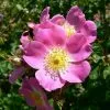 Future Forests Native Shrubs Rosa Rubiginosa - Wild Rose 1 Future Forests Native Shrubs Rosa Rubiginosa - Wild Rose