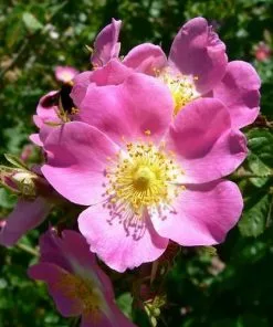 Future Forests Native Shrubs Rosa Rubiginosa - Wild Rose