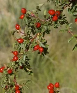 Future Forests Native Shrubs Rosa Rubiginosa - Wild Rose