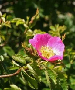 Future Forests Native Shrubs Rosa Rubiginosa - Wild Rose