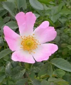 Future Forests Native Shrubs Rosa Rubiginosa - Wild Rose