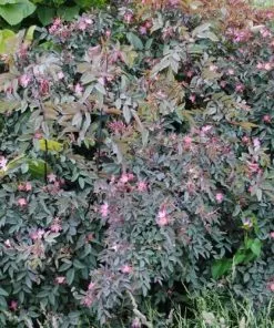 Future Forests Roses Rosa Rubrifolia Glauca - Wild Rose
