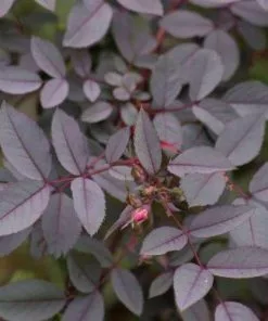 Future Forests Roses Rosa Rubrifolia Glauca - Wild Rose
