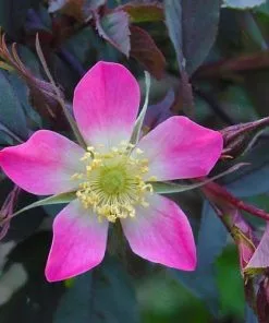 Future Forests Roses Rosa Rubrifolia Glauca - Wild Rose