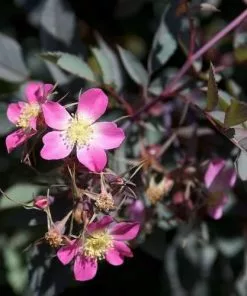 Future Forests Roses Rosa Rubrifolia Glauca - Wild Rose