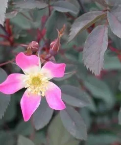 Future Forests Roses Rosa Rubrifolia Glauca - Wild Rose