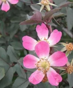 Future Forests Roses Rosa Rubrifolia Glauca - Wild Rose