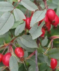 Future Forests Roses Rosa Rubrifolia Glauca - Wild Rose