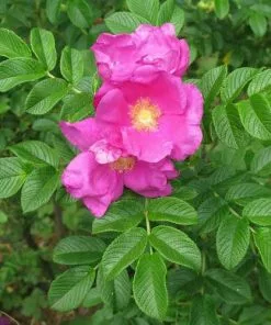 Future Forests Hedging Rosa Rugosa - Rugosa Rose