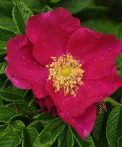 Future Forests Rosa Rugosa Typica Coastal Shrubs
