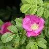 Future Forests Hedging Rosa Rugosa - Rugosa Rose