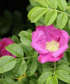 Future Forests Hedging Rosa Rugosa - Rugosa Rose