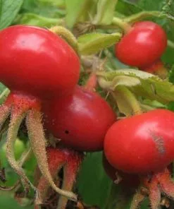 Future Forests Hedging Rosa Rugosa - Rugosa Rose