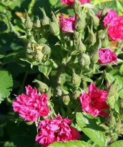 Future Forests Rosa Rugosa F J Grootendorst